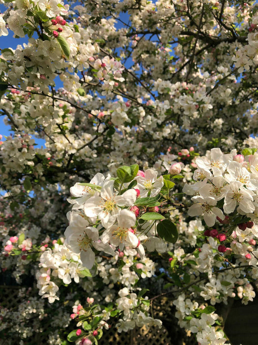April Newsletter